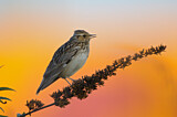 Image. Woodlark