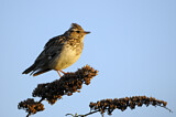 Image. Woodlark