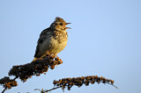 Image. Woodlark