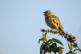 Image. Woodlark