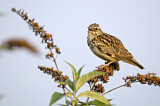 Image. Woodlark