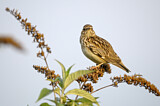 Image. Woodlark