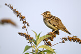 Image. Woodlark