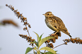 Image. Woodlark