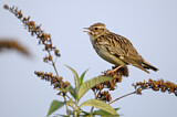 Image. Woodlark