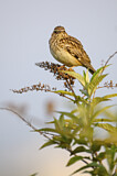 Image. Woodlark