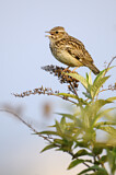 Image. Woodlark
