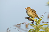 Image. Woodlark