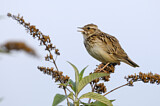 Image. Woodlark
