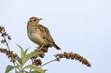 Image. Woodlark