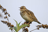 Image. Woodlark