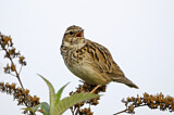Image. Woodlark