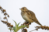 Image. Woodlark