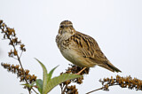 Image. Woodlark