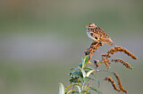 Image. Woodlark