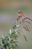 Image. Woodlark