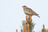 Image. Woodlark