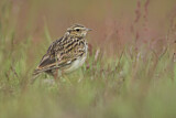 Image. Woodlark