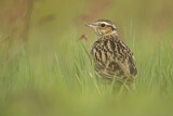 Image. Woodlark