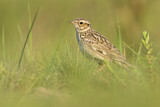 Image. Woodlark