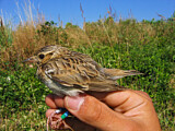 Image. Woodlark