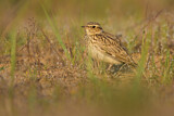 Image. Woodlark