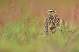 Image. Woodlark