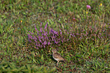 Image. Woodlark