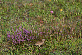 Image. Woodlark