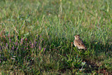 Image. Woodlark