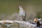 Image. Woodlark