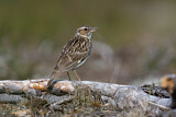 Image. Woodlark
