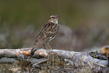 Image. Woodlark