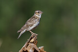 Image. Woodlark