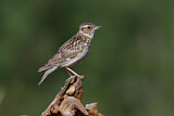 Image. Woodlark