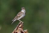 Image. Woodlark