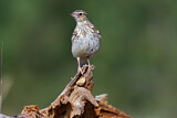Image. Woodlark
