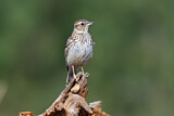 Image. Woodlark