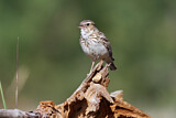 Image. Woodlark