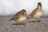 Image. Woodlark