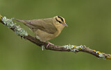 Image. Worm-eating Warbler
