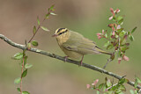 Image. Worm-eating Warbler