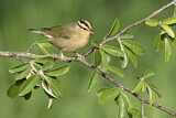 Image. Worm-eating Warbler