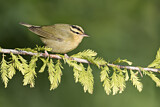 Image. Worm-eating Warbler