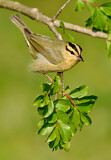 Image. Worm-eating Warbler