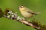 Image. Worm-eating Warbler
