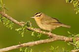 Image. Worm-eating Warbler