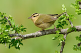 Image. Worm-eating Warbler