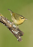 Image. Worm-eating Warbler