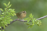Image. Worm-eating Warbler